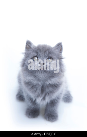 Kleine britische Blau Katze isoliert Stockfoto