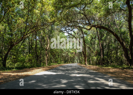 Ein wunderschönes Baumkronendach über der Clam Creek Road, die zum Saint Simons Sound führt, auf Jekyll Island in Golden Isles, Georgia. (USA) Stockfoto