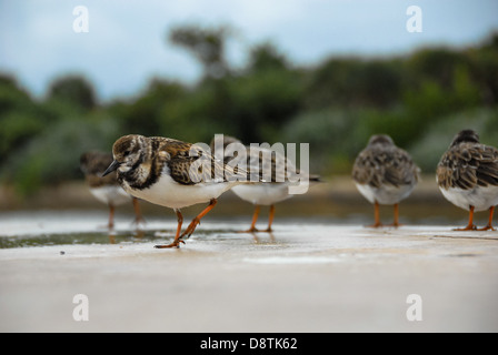 Sandpipers (Calidris minutilla) am Boynton Inlet in Boynton Beach, Florida. (USA) Stockfoto