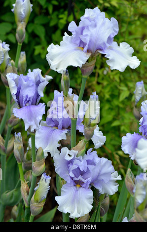 Blass blau Iris Blumen Stockfoto