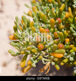 Zygophyllum fontanesii, EA-Traube", natürlichen Hintergrund mit Früchten und Blättern Stockfoto