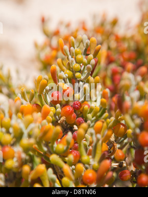 Zygophyllum fontanesii, EA-Traube", natürlichen Hintergrund mit Früchten und Blättern Stockfoto