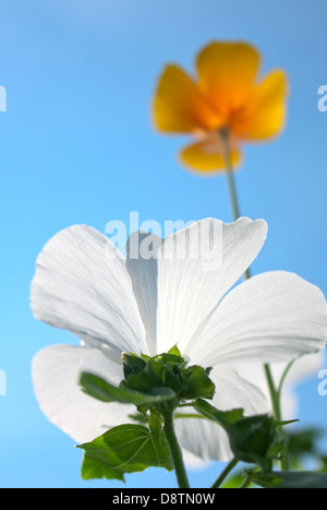 gelbe und weiße Blumen auf den blauen Himmel Stockfoto