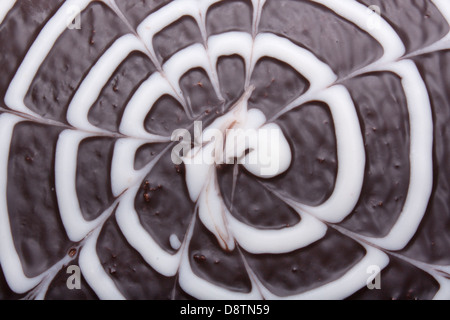Draufsicht auf einen Schokoladen-Kuchen mit Zuckerguss Stockfoto