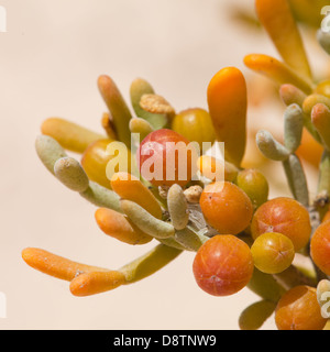 Zygophyllum fontanesii, EA-Traube", natürlichen Hintergrund mit Früchten und Blättern Stockfoto