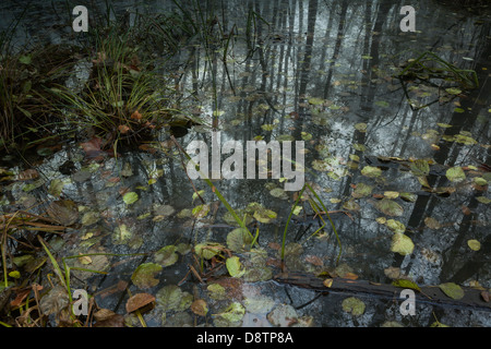 Dunklen Wald im Morgennebel, Nord-Italien Stockfoto