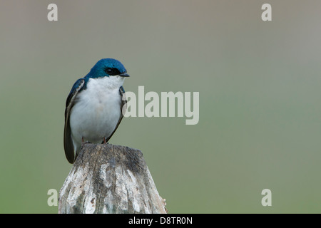 Ein thront männlichen Baum schlucken (Tachycineta bicolor), Lee Metcalf National Wildlife Refuge, Montana Stockfoto