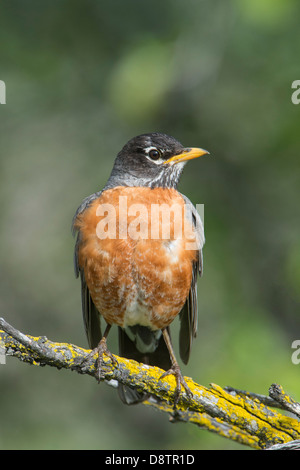 Ein Porträt von einem American Robin (Turdus Migratorius), Lee Metcalf National Wildlife Refuge, Montana Stockfoto