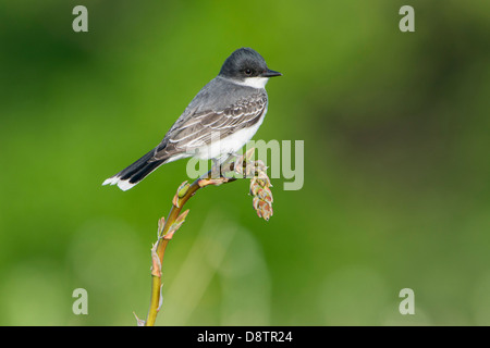 Eine östliche Kingbird (Tyrannus Tyrannus) sitzt auf einer blühenden Yucca in White Rock Lake, Dallas, Texas thront Stockfoto