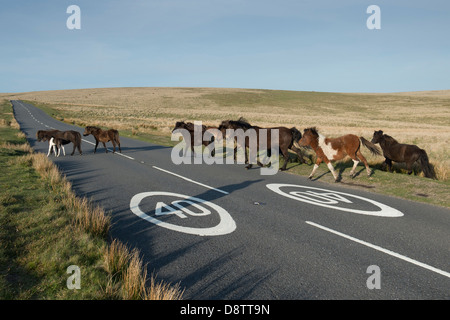 Dartmoor Pferde beim Überqueren der Straße vor Verkehrszeichen 40 km/h. Dartmoor Nationalpark, Devon, England Stockfoto