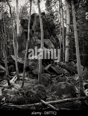 Espe Bäume wachsen rund um und aus einem Basaltgestein Extrusion im Wald in der Nähe von Flagstaff, Arizona. Stockfoto