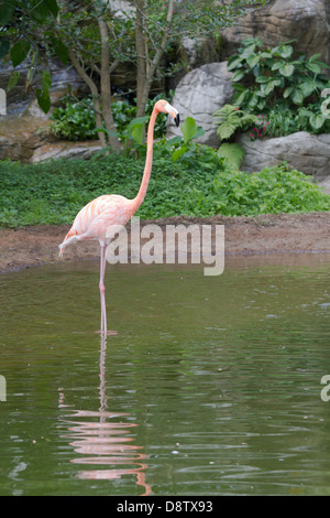 Flamingo, Zoologico de Cali, Cali Zoo, Cali, Kolumbien Stockfoto