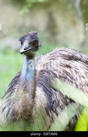 Emu, Dromaius Novaehollandiae Zoologico de Cali, Cali Zoo, Cali, Kolumbien Stockfoto