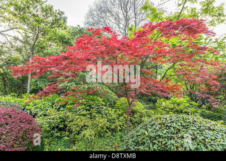 Rot-blätterte Bonsai-Baum der Volkspark in Peoples Square Shanghai in Volksrepublik China beliebt Stockfoto