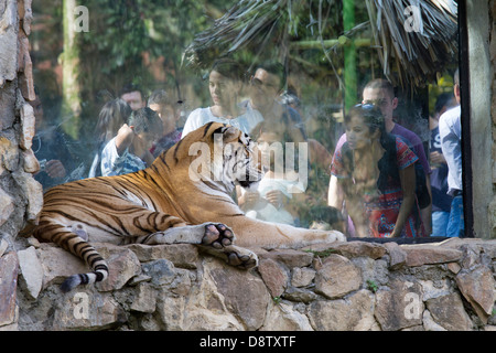Bengal Tiger, Panthera Tigris Zoologico de Cali, Cali Zoo, Cali, Kolumbien Stockfoto