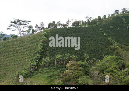 Kaffee-Plantagen, in der Nähe von Salento, Cocora-Tal, Kolumbien Stockfoto