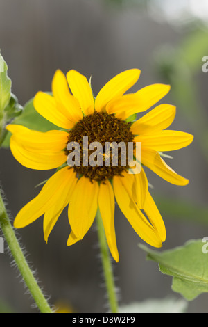 Sonnenhut, Rudbeckia hirta Stockfoto