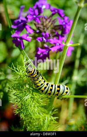 Schwarzen Schwalbenschwanz-Raupe Fütterung auf Fenchel im Garten mit lila Blüten. Stockfoto