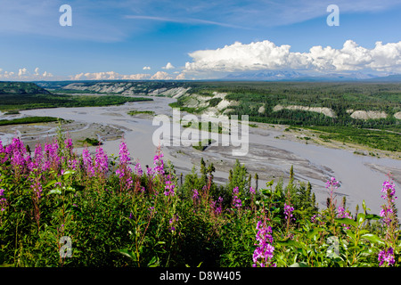 Zeigen Sie f an / niedriger Tonsina hohe Weidenröschen (Nachtkerzenöl), Copper River, Wrangell Mountains und Wrangell St. Elias NAT ' l Park Stockfoto