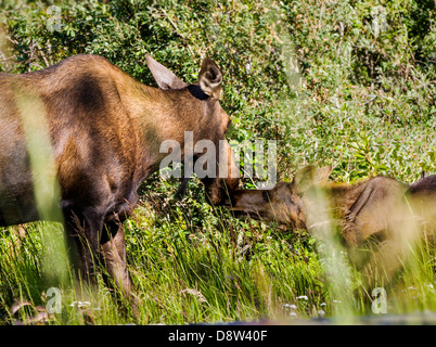 Weibliche Elche und zwei Kälber Weiden in der Nähe von den entfernten Stadt Chitina, Alaska, USA Stockfoto