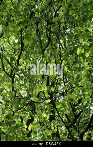 Unterseite Aussicht auf grün belaubten Zweige am Baum. Stockfoto