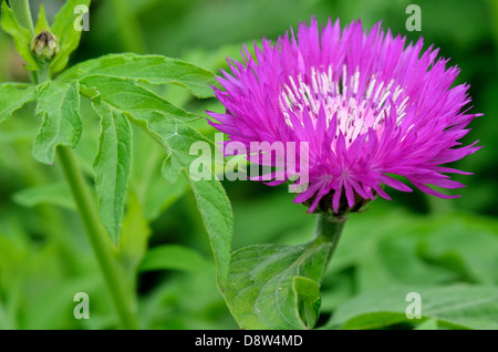 Lila Kornblume Centaurea Dealbata hautnah Stockfoto