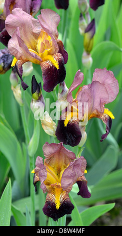 Hell und dunkel Braun Iris Blumen Stockfoto