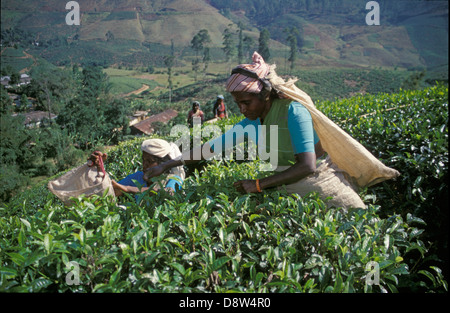 Frauen arbeiten in Teeplantage zupfen Blätter von Teepflanzen, Nuwara Eliya, Sri Lanka Stockfoto