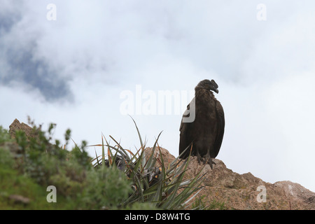 Ein Andenkondor steigt über südlichen Peru Colca Canyon, Peru Stockfoto