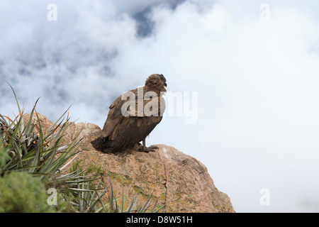 Ein Andenkondor steigt über südlichen Peru Colca Canyon, Peru Stockfoto