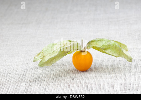 Frische goldene Beere (Physalis peruviana) auf irischem Leinenstoff Stockfoto