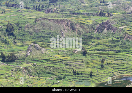 Landwirtschaftlichen Terrassen, Colca Canyon, Peru Stockfoto