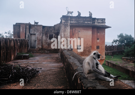 Affen in Jaigarh Fort. Jaipur, Rajasthan, Indien Stockfoto