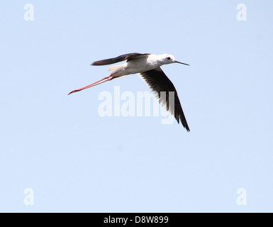 Nahaufnahme von einem Stelzenläufer (Himantopus Himantopus) im Flug Stockfoto