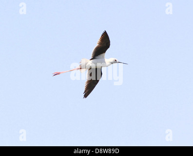 Nahaufnahme von einem Stelzenläufer (Himantopus Himantopus) im Flug Stockfoto