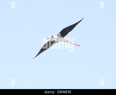 Nahaufnahme von einem Stelzenläufer (Himantopus Himantopus) im Flug Stockfoto