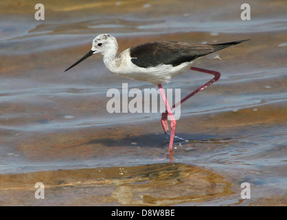 Nahaufnahme von einem Futtersuche Stelzenläufer (Himantopus Himantopus) an der spanischen Küste Stockfoto