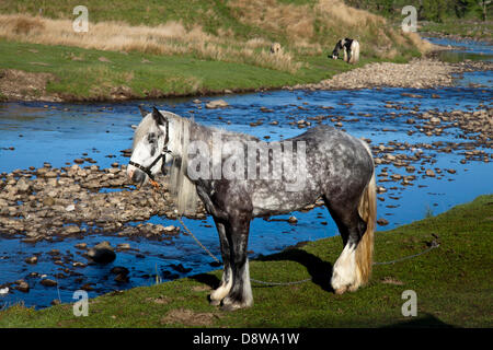 Kirkby Stephen, UK. 5. Juni, 2013. Tethered und verkettete Dapple Grey Cob bei Watergate unten am Fluss, wo die Mitglieder der Gemeinschaft camp En-route zum Appleby Horse Fair in Cumbria. Die Messe ist eine jährliche Zusammenkunft der Sinti und Roma und der Fahrenden, der auf die erste Woche im Juni stattfindet, und hat seit der Herrschaft von James II, der eine Royal Charter im Jahr 1685 eine Horse Fair" in der Nähe des Flusses Eden" stattgefunden. Stockfoto