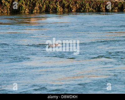 Dichtung, Schwimmen in der Nordsee Stockfoto