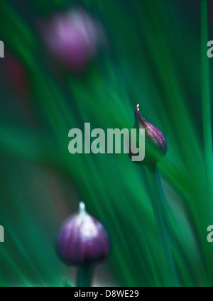 Nahaufnahme der Schnittlauch. Stockfoto