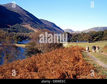 See und rot Hecht fiel mit drei Schafen hinunter Strecke Buttermere, Cumbria, England, Vereinigtes Königreich, West-Europa. Stockfoto