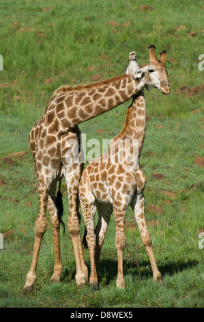 Junge südlichen Giraffen kämpfen (Giraffa Giraffe Giraffa), Spioenkop Game Reserve, Südafrika Stockfoto