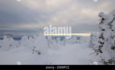 Schneebedeckte Bäume oben auf Mount Zao im Zao Ski Resort. Jeden Winter wird das Hotel bei Skifahrern und Besucher voll. Stockfoto