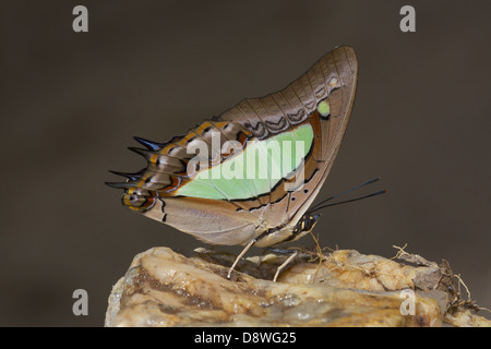 Gemeinsamen Nawab (Charaxes Athamas). Stockfoto