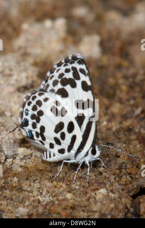 Die gemeinsame Pierrot (Castalius Rosimon) ist ein kleiner Schmetterling in Asien, das gehört zu der Familie Naomi oder Blues gefunden. Stockfoto