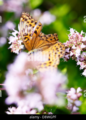 Nahaufnahme des Silber-washed Fritillary auf Blumen Stockfoto