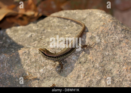 Wald-Skink (Sphenomorphus Maculatus) im Chaloem Phrakiat Thai Prachan National Park, Ratchaburi, Thailand entdeckt. Stockfoto