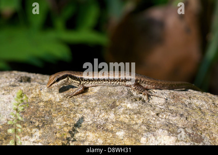 Wald-Skink (Sphenomorphus Maculatus) im Chaloem Phrakiat Thai Prachan National Park, Ratchaburi, Thailand entdeckt. Stockfoto