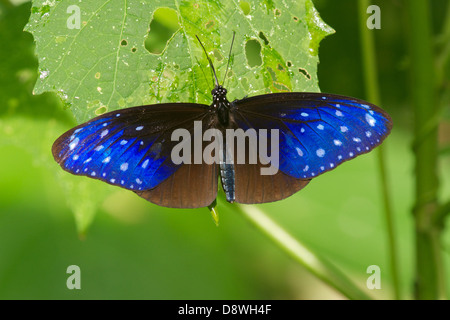 Die gestreiften blau Crow Euploea Mulciber Mulciber. Stockfoto