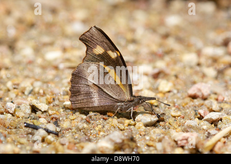 Der Club Schnabel (Libythea Myrrha) ist ein Schmetterling gefunden in Asien, die die Libytheinae-Gruppe gehört Stockfoto